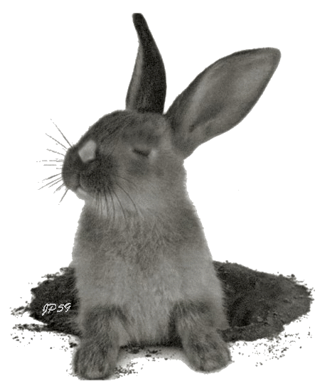 Lapin ...