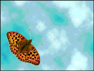Papillons  ...