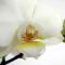 fadingorchid